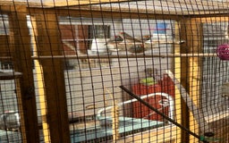 Canaries birds for sale: Canaries and finches  - Image 10
