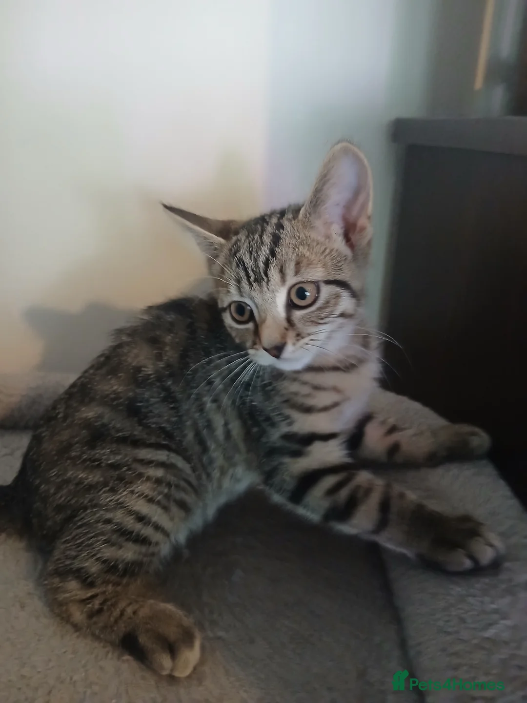 Mixed Breed cats for sale: Beautiful kittens ready to leave now - Advert 2