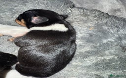 Mixed Breed dogs for sale: Beautiful Jack X Chihuha litter  - Image 12