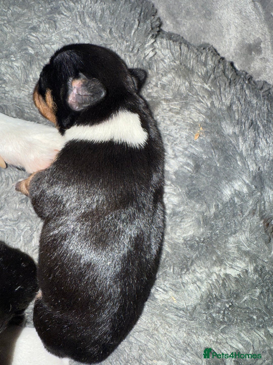 Mixed Breed dogs for sale: Beautiful Jack X Chihuha litter  - Image 12