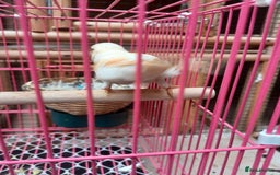 Canaries birds for sale: STAFFORD HERLIQUEEN RED FACTOR DIMORPHIC birds - Image 8