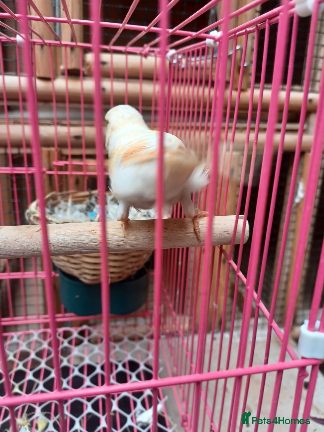 Canaries birds for sale: STAFFORD HERLIQUEEN RED FACTOR DIMORPHIC birds - Image 8