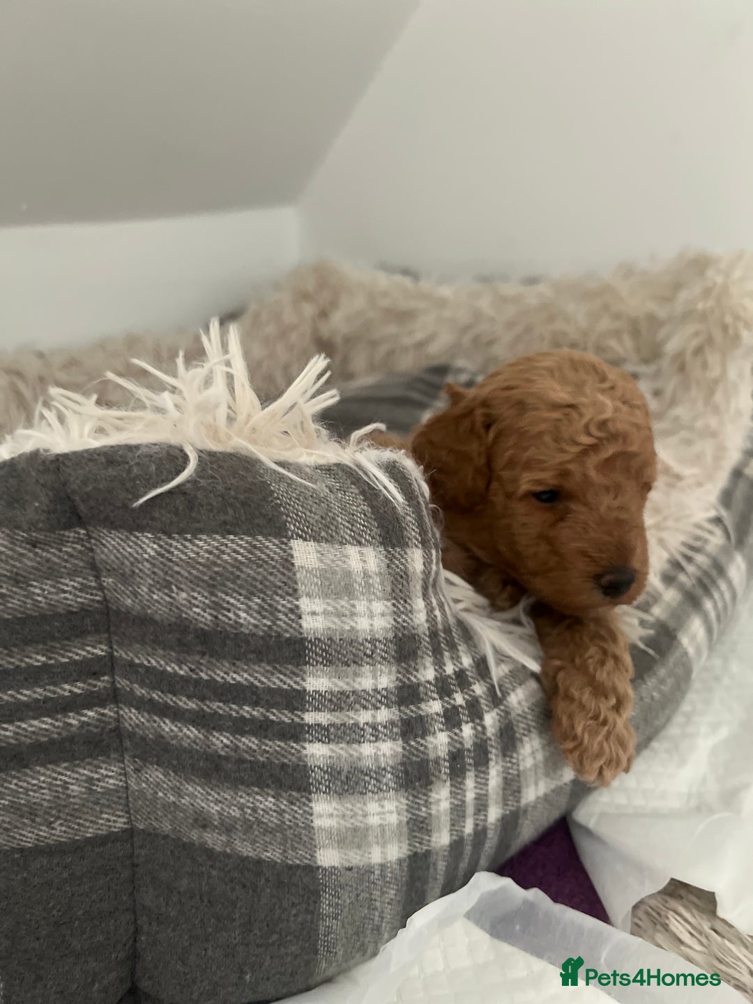 Miniature Poodle dogs for sale: Gorgeous miniature poodles  - Image 2