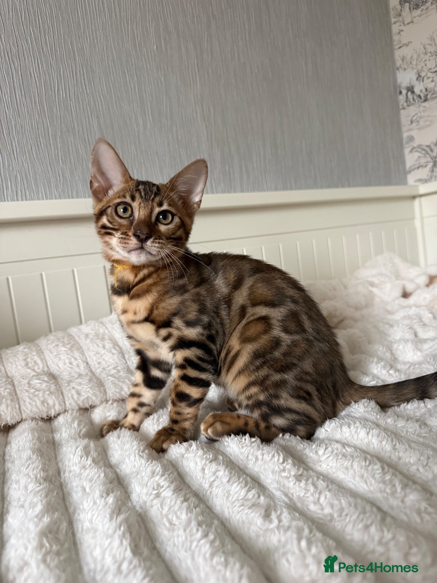 Bengal cats 🐆Exceptional Pedigree Bengal Kittens 🐆 - Advert 15