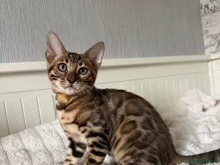 Bengal cats 🐆Exceptional Pedigree Bengal Kittens 🐆 - Advert 15