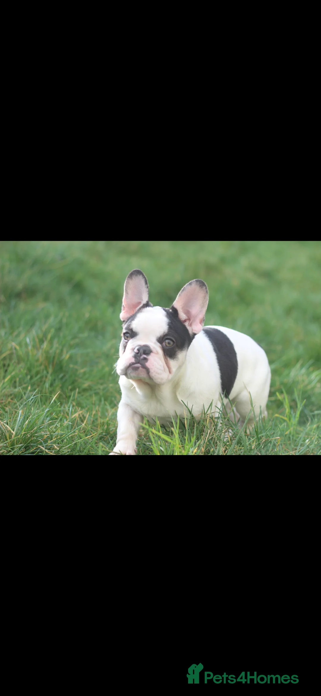 French Bulldog dogs for sale: Frenchies - 2 girls & 1 boy available  - Advert 8