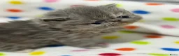 Persian cats for sale: Beautiful blue-cream Persian kitten - Advert 5