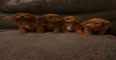 Cockapoo dogs - Advert 9