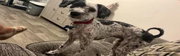 Mixed Breed dogs for sale: dog for sale - Advert 1