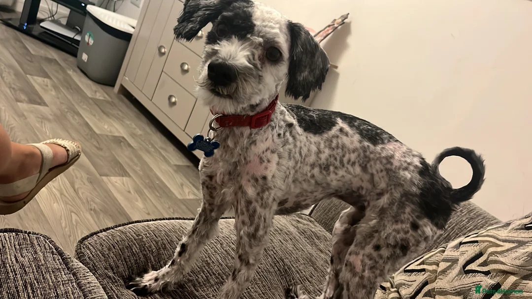Mixed Breed dogs for sale: dog for sale - Advert 1