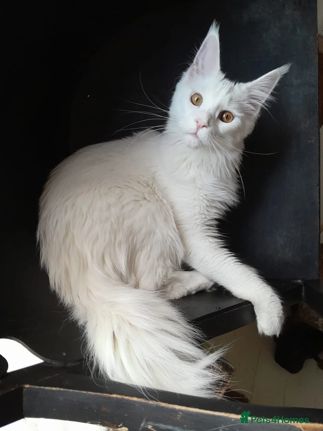 Maine Coon cats for sale: Solid white MaineCoon girl TICA - Advert 3