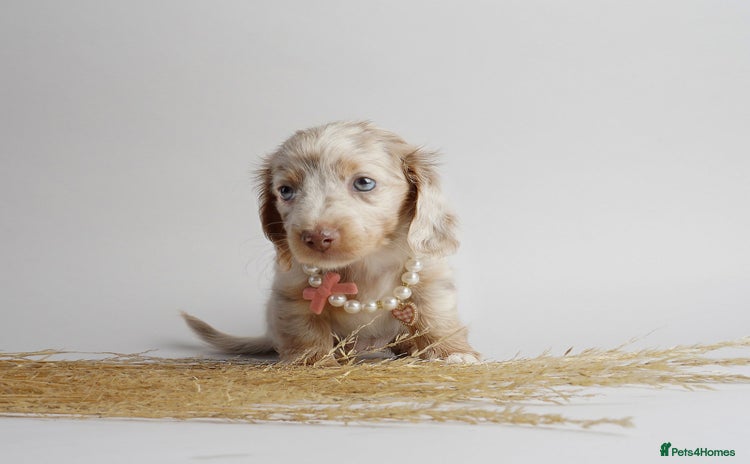 Miniature Dachshund dogs - Advert 4