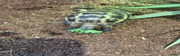 Tortoise reptiles for sale: Horsfield's Tortoise in Chigwell - Advert 2