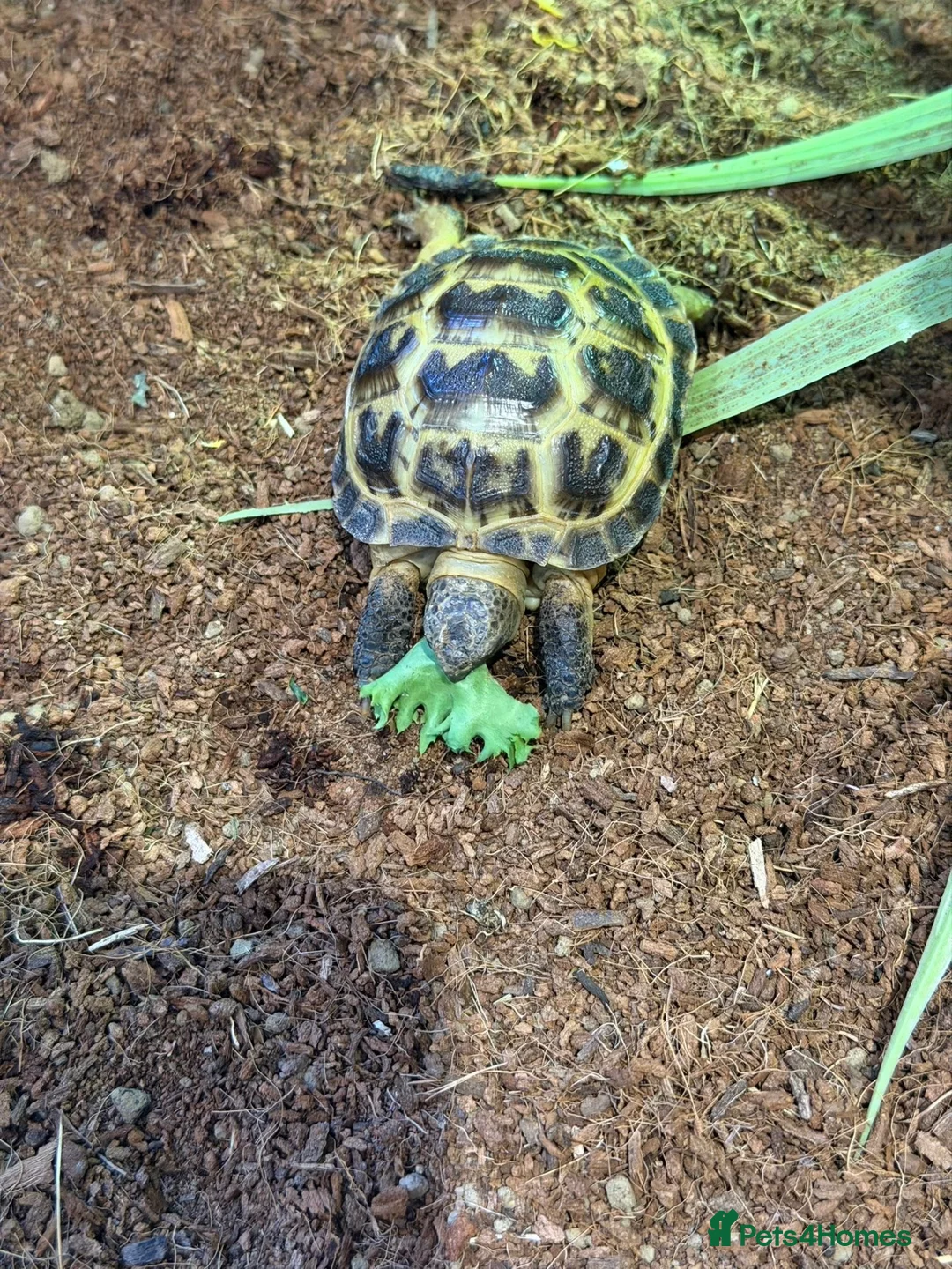 Tortoise reptiles for sale: Horsfield's Tortoise in Chigwell - Advert 2
