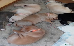 Mixed Breed dogs for sale: Gorgeous pups for sale - Image 20
