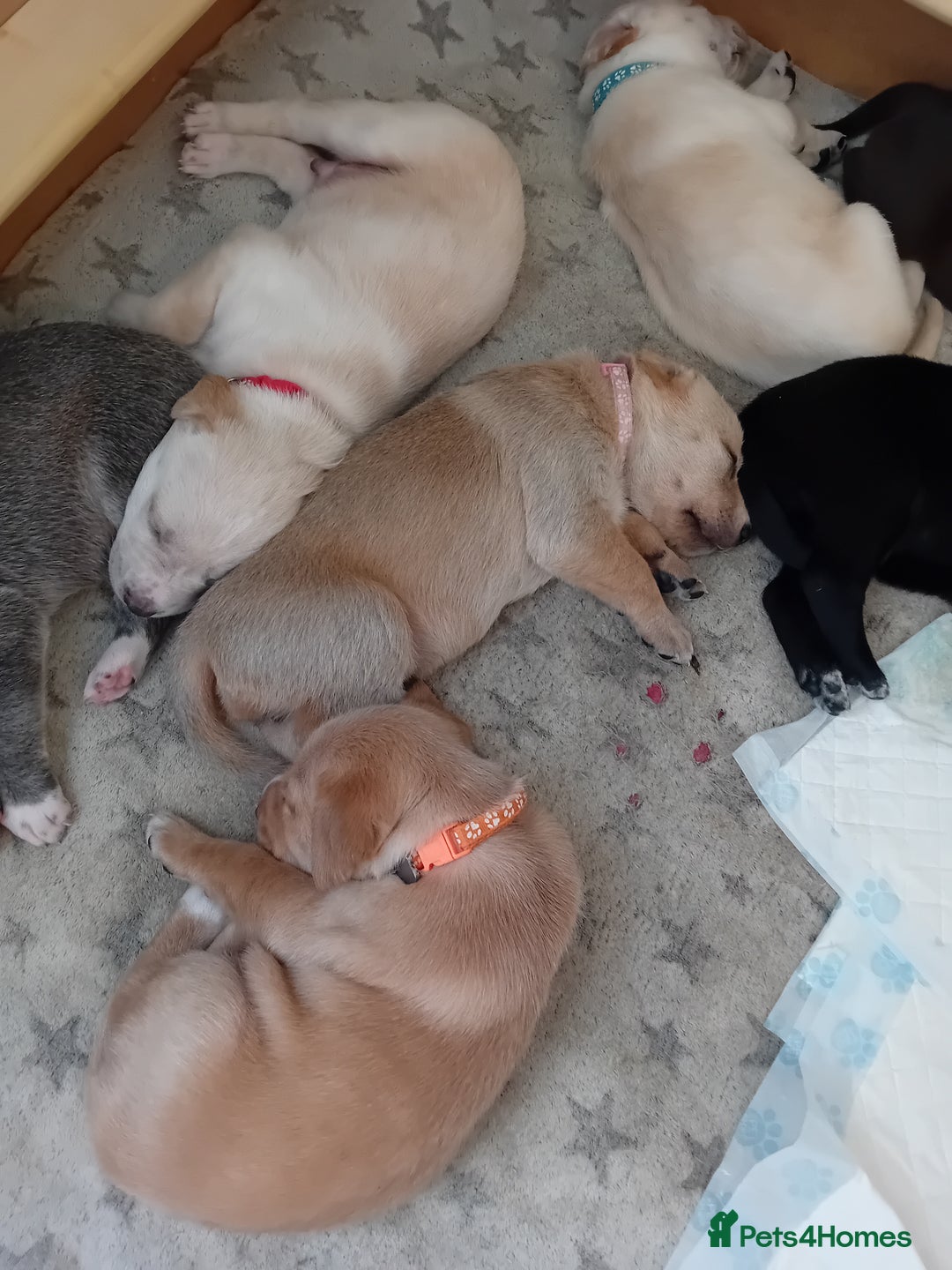 Mixed Breed dogs for sale: Gorgeous pups for sale - Image 20