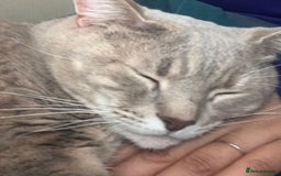 Mixed Breed cats for sale: Lovely female cat  - Image 1