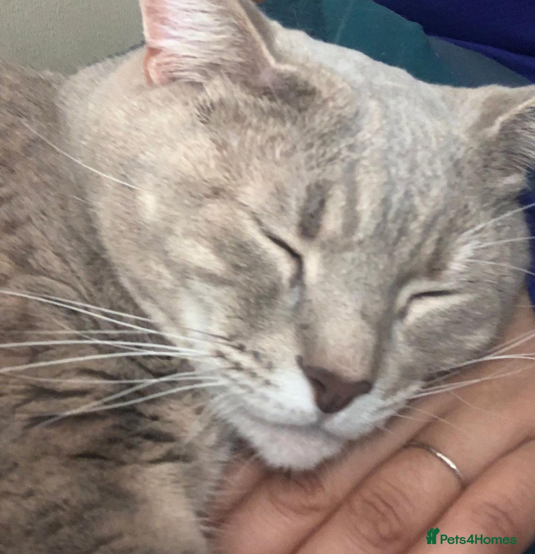 Mixed Breed cats for sale: Lovely female cat  - Image 1