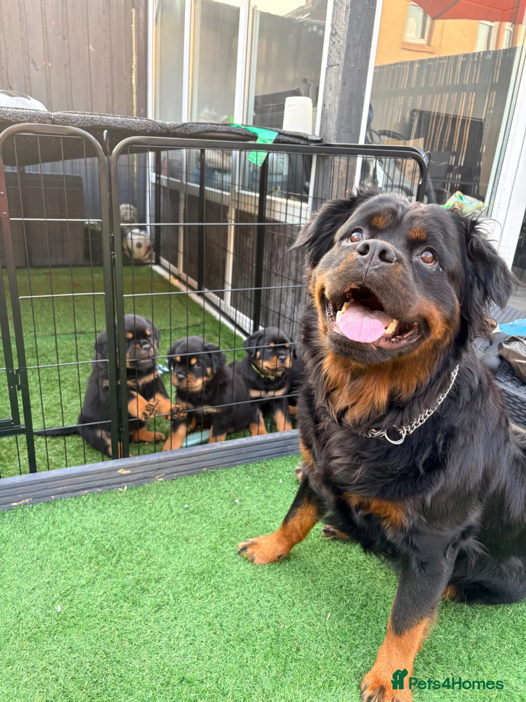 Rottweiler dogs for sale: 7 amazing rottweiler pups - Advert 2