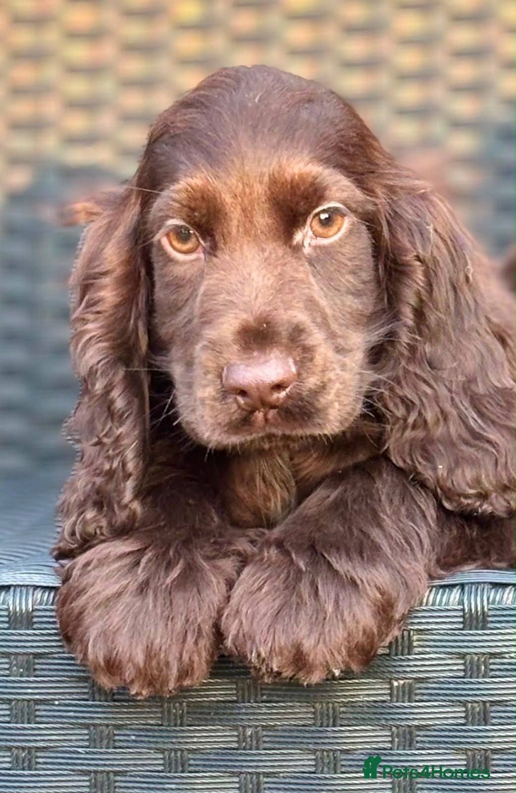 Cocker Spaniel dogs Beautiful top quality show type* fully vaccinated* - Advert 1