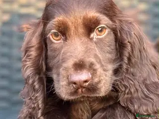 Cocker Spaniel dogs Beautiful top quality show type* fully vaccinated* - Advert 1