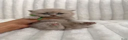 British Shorthair cats for sale: 🤍 British Shorthair Kittens | Pet Homes Only 🤍 - Advert 8