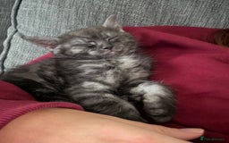 Mixed Breed cats for sale: 12 week old male mixed breed kitten for sale - Image 7