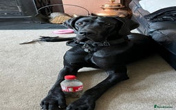 Great Dane dogs for sale: Female KC registered Great Dane - Image 11
