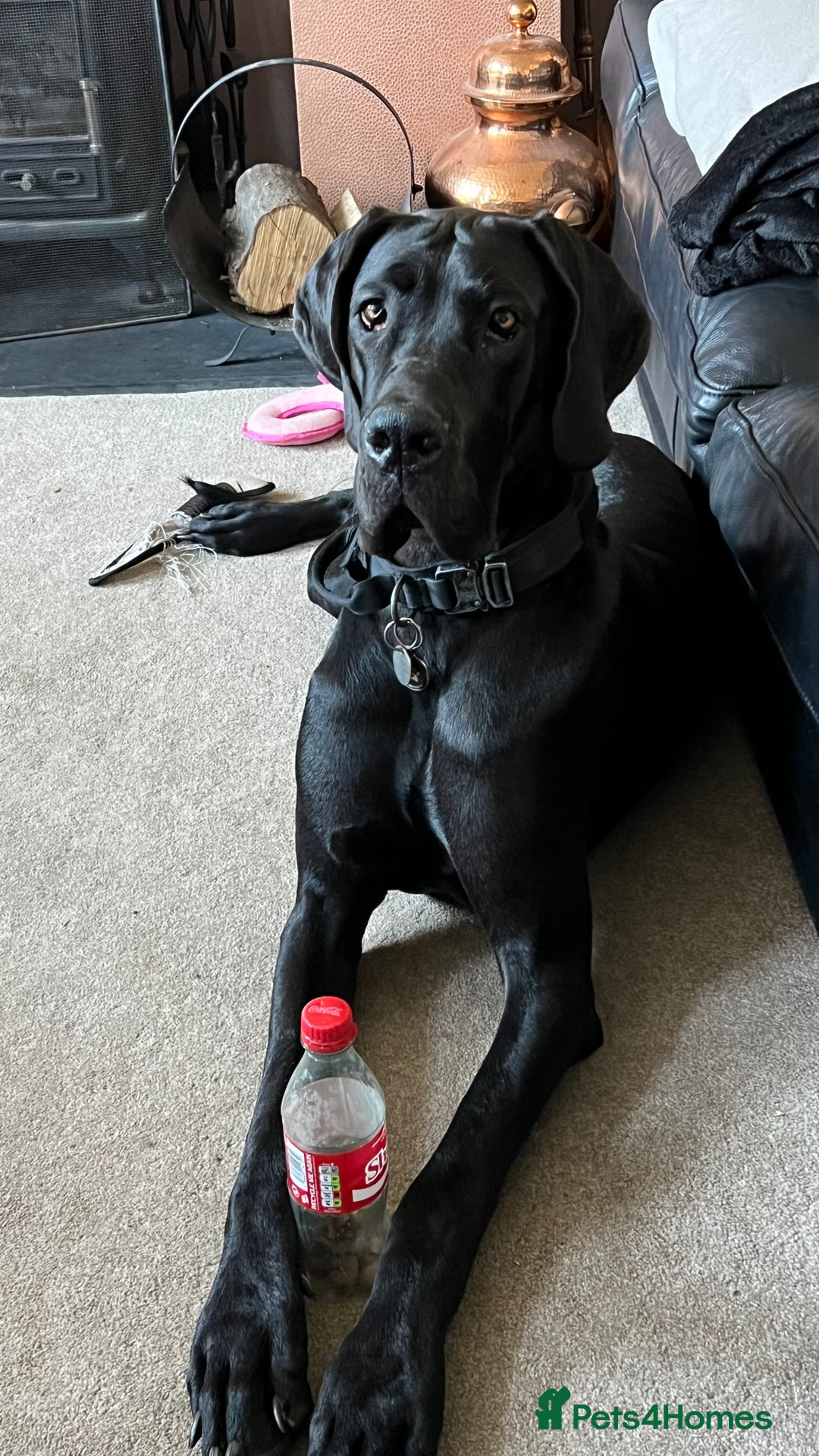 Great Dane dogs for sale: Female KC registered Great Dane - Image 11