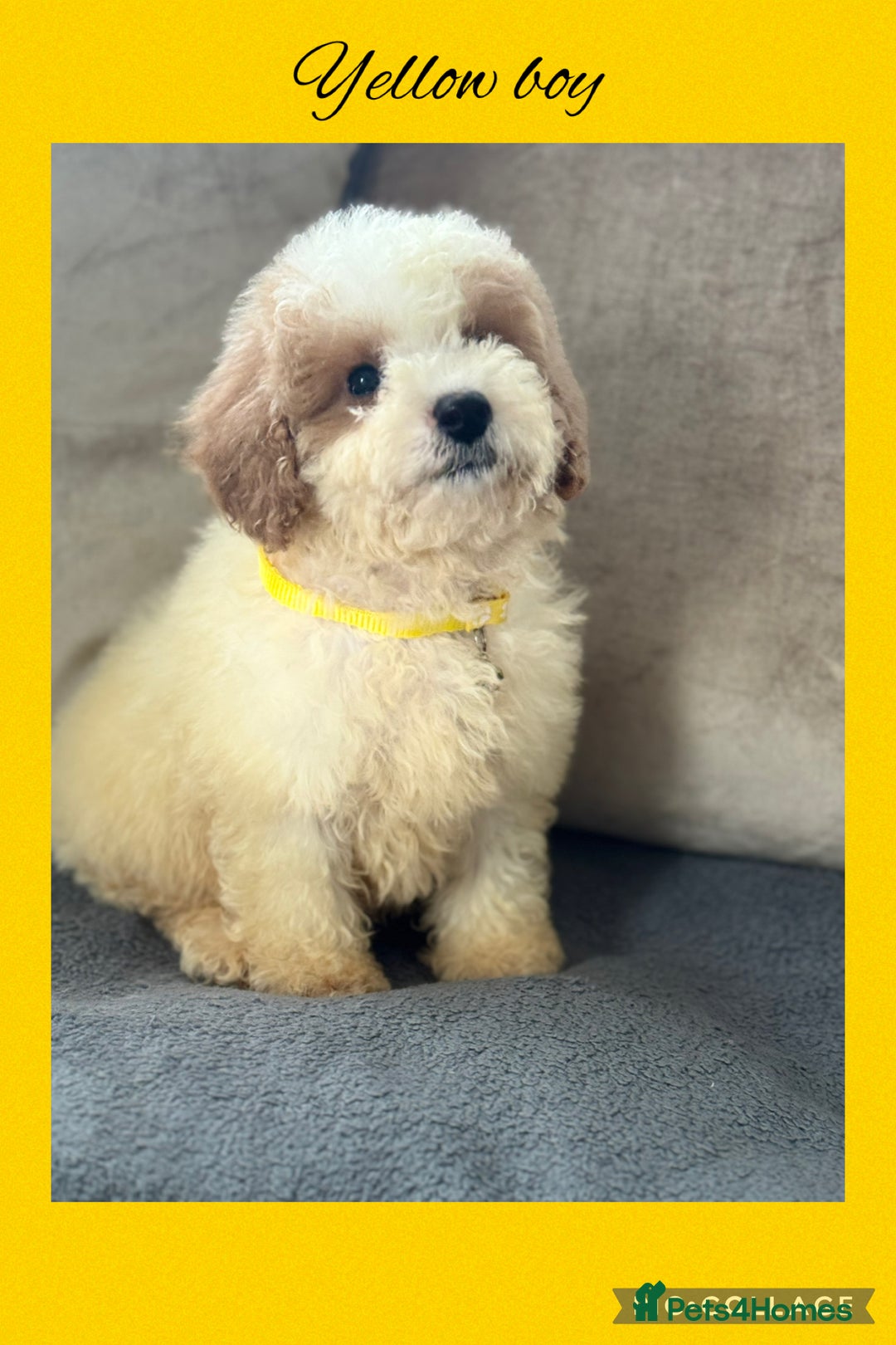 Cavachon dogs for sale: Amazing Cavapoochons  - Image 13