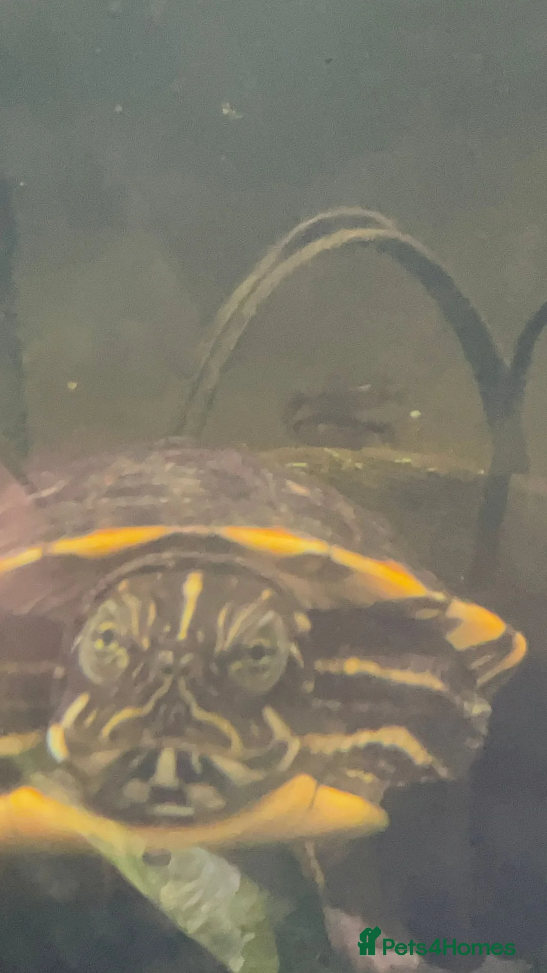 Turtle reptiles for sale: Make Yellow Belly Turtle  - Advert 2