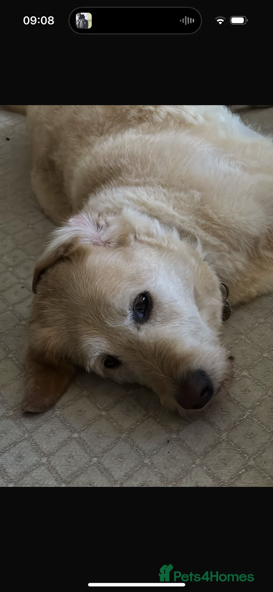 Labrador Retriever dogs for sale: Harry the Labrador - Advert 12