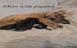 Shorkie dogs for sale: 9 stunning shorkie puppies - Image 22