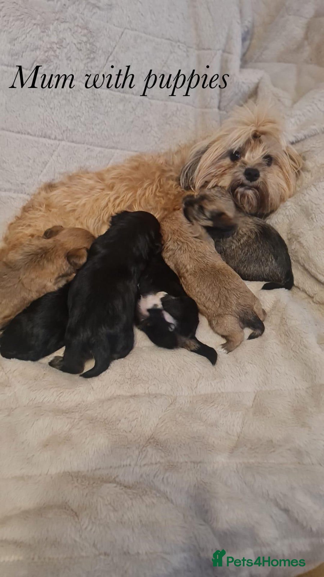 Shorkie dogs for sale: 9 stunning shorkie puppies - Image 22
