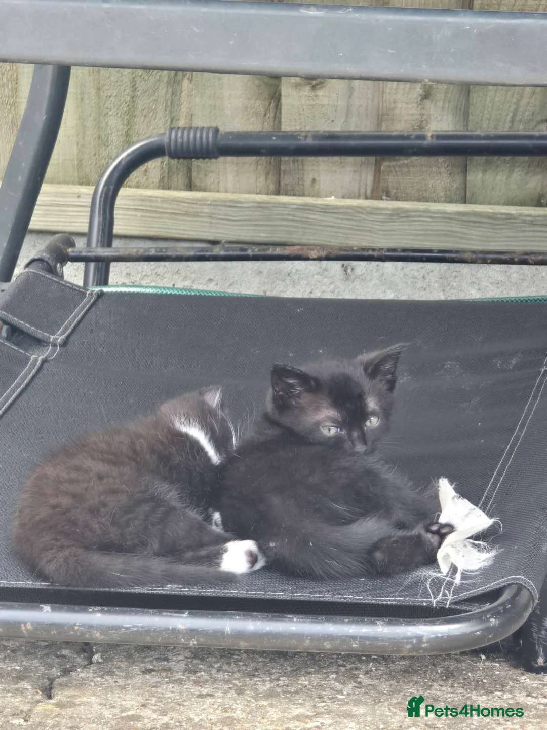 Mixed Breed cats for sale: Kittens in Sittingbourne - Advert 2