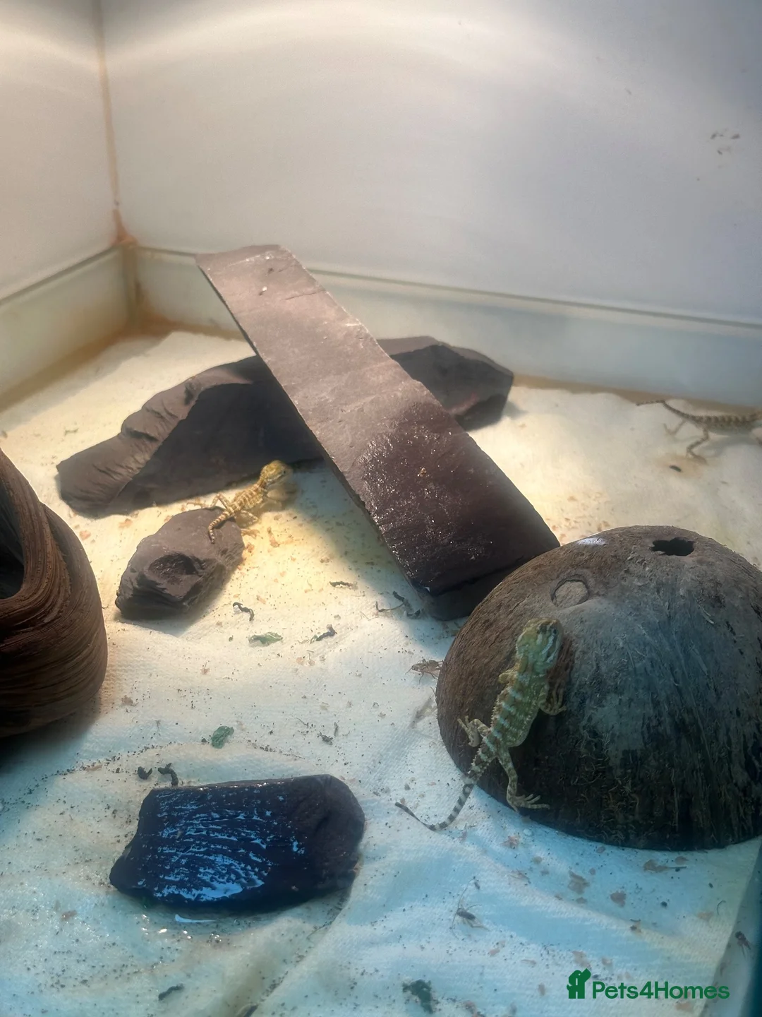 Dragon reptiles for sale: 5 x Rankin Dragons  - Advert 2