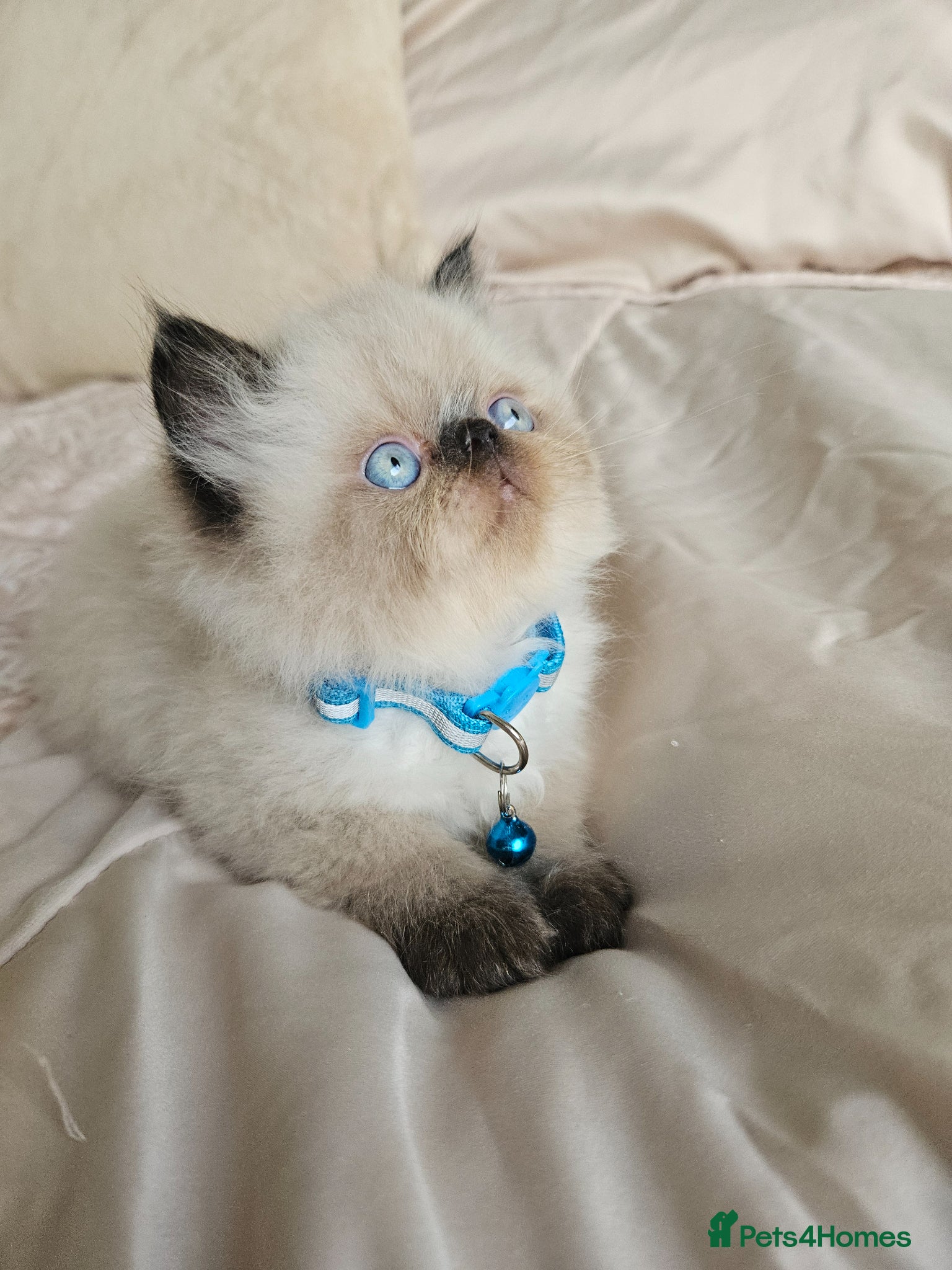 Persian cats for sale:  😻 Stunning Pedigree Persian Kittens😻 - Advert 11