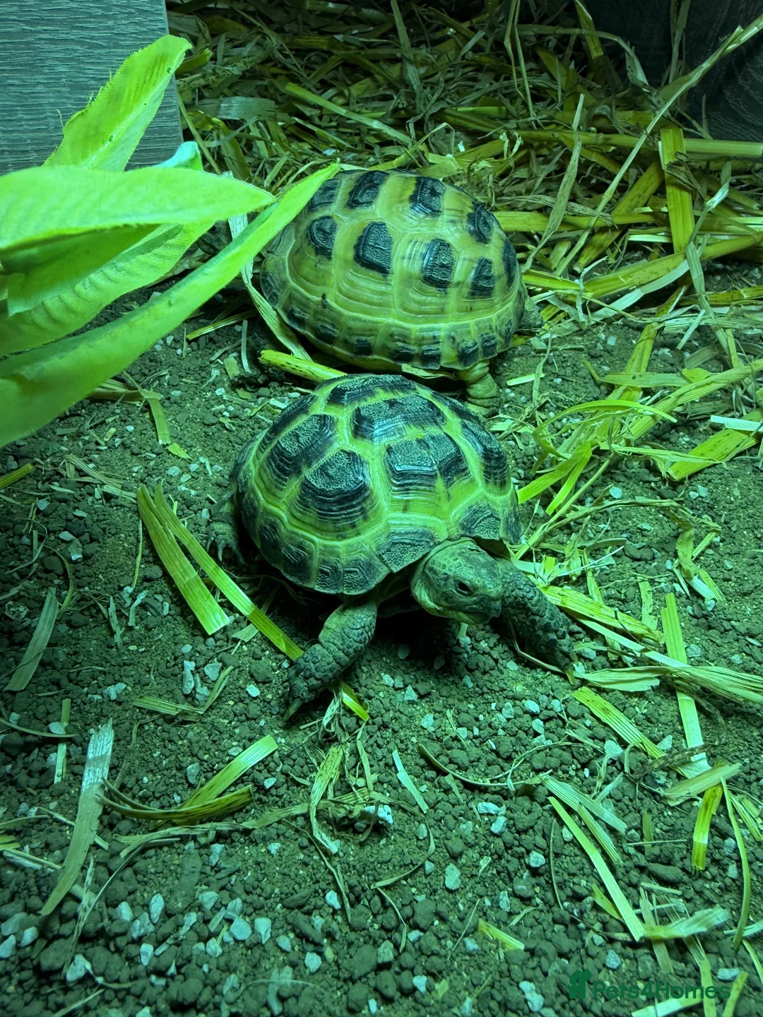 Hermann Tortoise reptiles for sale: 2 horsefield tortoises - Advert 2