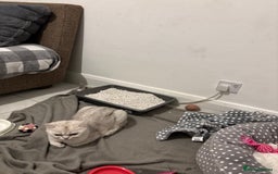 British Shorthair cats for sale: Female British shorthair - Image 2