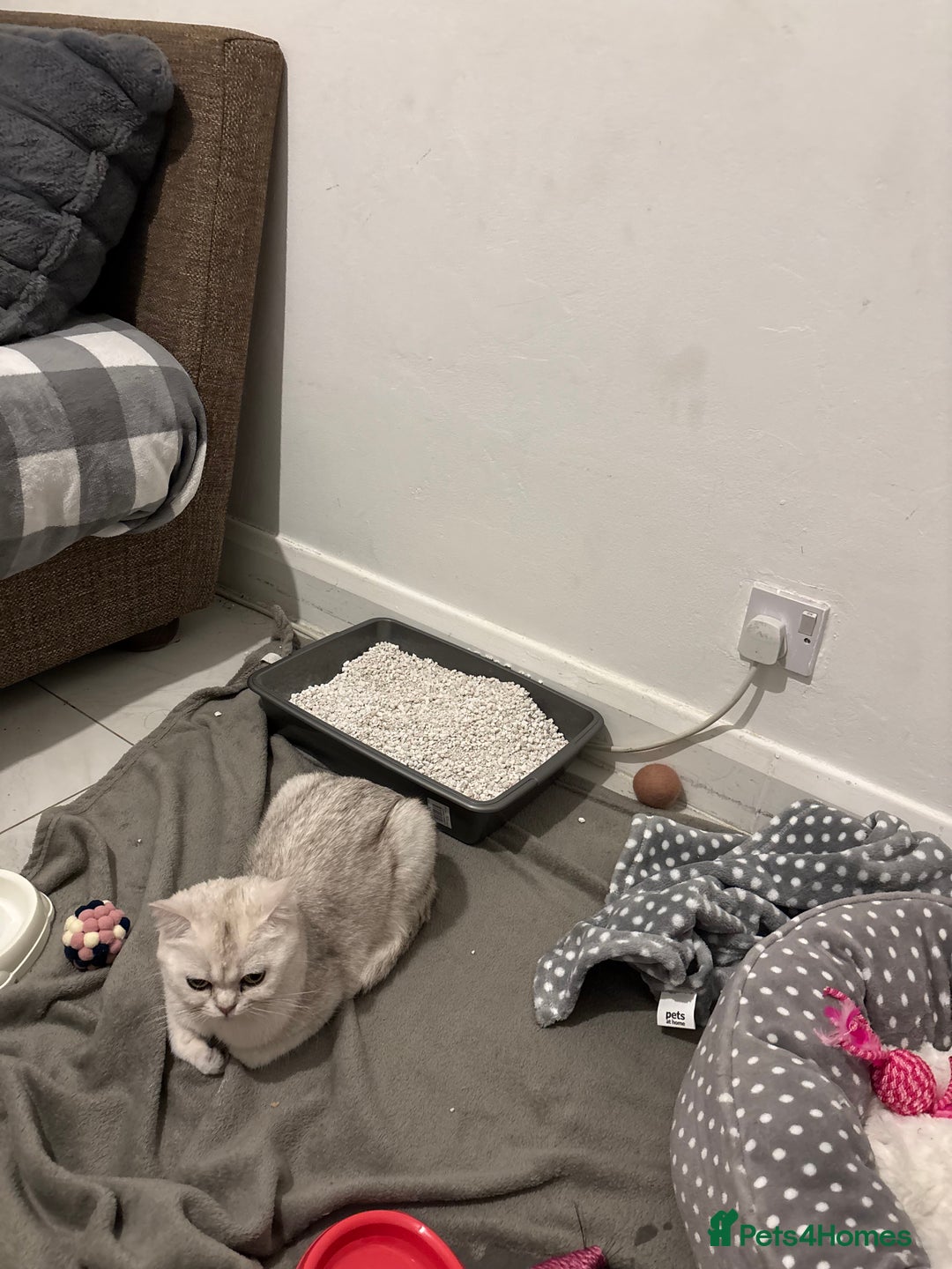 British Shorthair cats for sale: Female British shorthair - Image 2