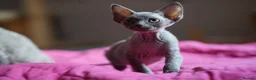 Devon Rex cats for sale: 💙  Blue male Kitten Available 💙 - Advert 10