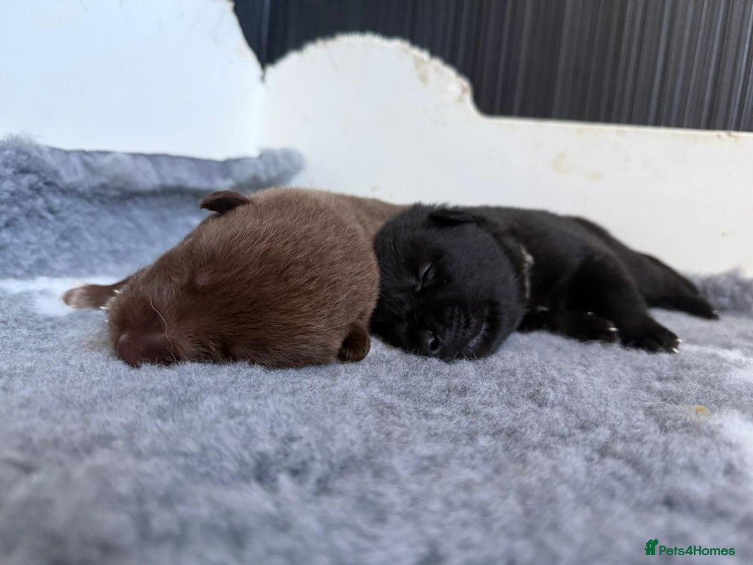 German Shepherd dogs for sale: Stunning German Shepherd X Puppies  - Advert 19