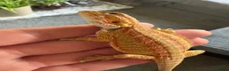 Bearded Dragon reptiles for sale: Stunning baby bearded dragons £100 ONO  - Advert 16