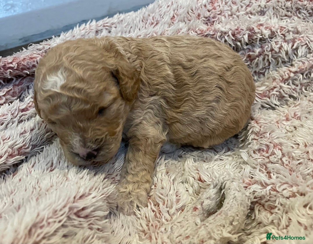 Cavapoo dogs for sale: FB2 cavapoo puppies-1 girl available  - Advert 13