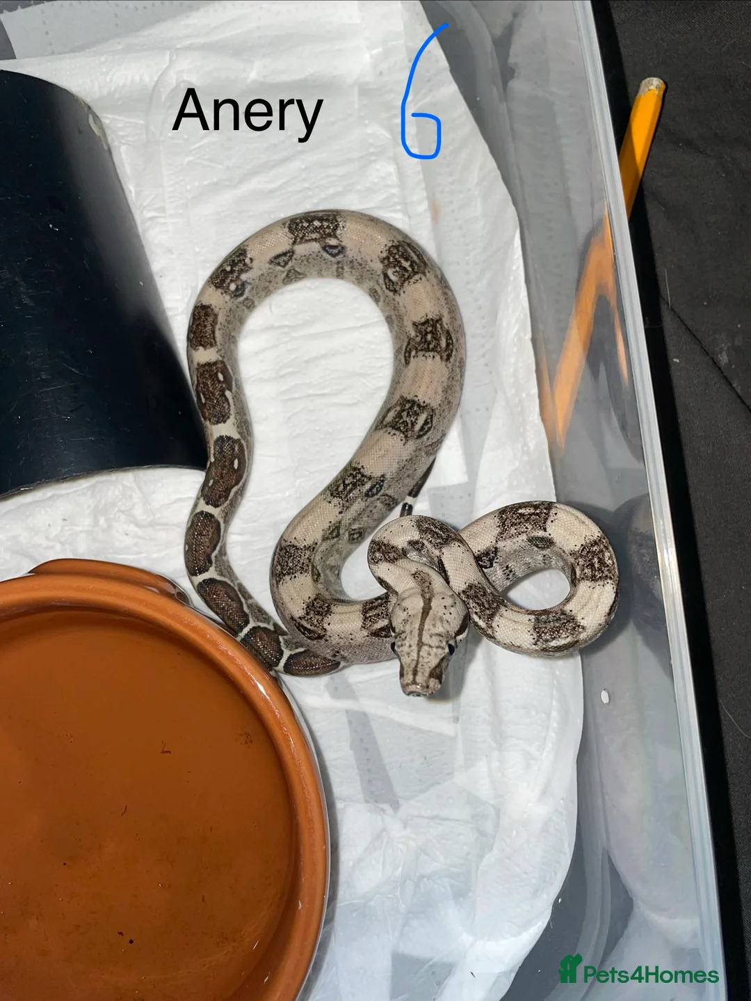 Boa Snake reptiles for sale: Baby boa constrictors various morphs in Cannock - Advert 1