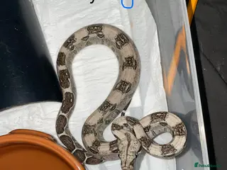 Boa Snake reptiles Baby boa constrictors various morphs in Cannock - Advert 1