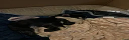 Chihuahua dogs for sale: Chihuahua pups for sale - Advert 8
