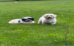 Maltipoo dogs for sale: 🌟LAST 2🌟 Black+White Boy 🐼 Biscuit+White Girl🍪 - Image 14