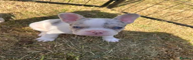 Blue pied Merle carries cream 