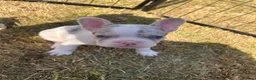 French Bulldog dogs for sale: 🐾 5⭐ DWKC Registered Puppies 🐾 - Advert 4